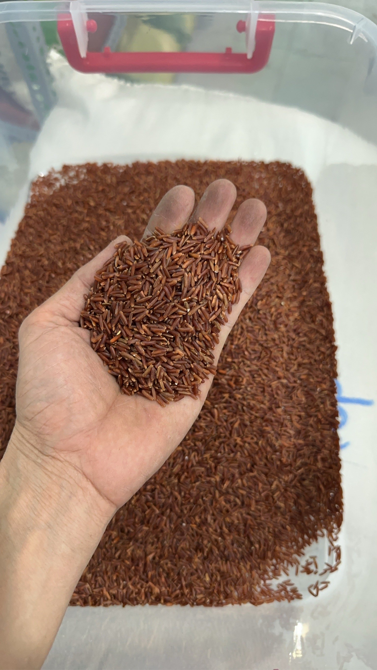 Gạo Lứt Huyết Rồng